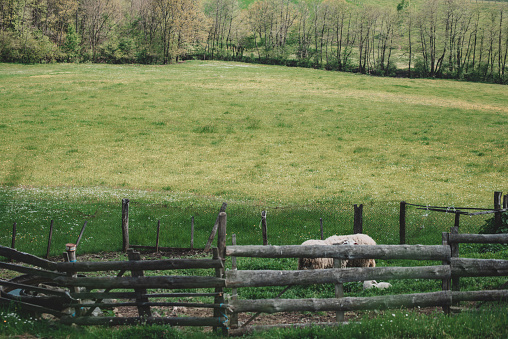 wodden fence of pasture in rural landscape, blurred horses in the distance, different greens of high grass and forest in background