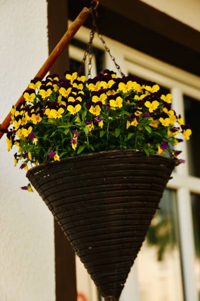 istock A cone with pansies hangs on the house. 1495218026