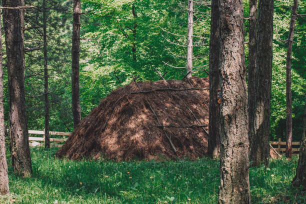 istock Old haystack in the woods. retro vintage film look effect. 1495219478