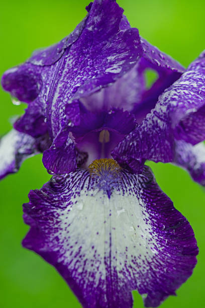 Purple iris flower close-up on a green background. Macro photo of a flower. stock photo