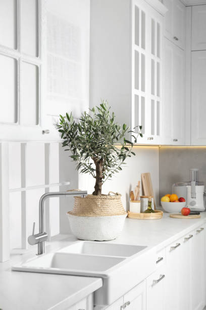 istock Beautiful potted olive tree on white countertop in stylish kitchen 1495219810
