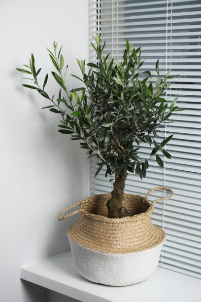 istock Beautiful young potted olive tree on windowsill indoors. Interior element 1495220005