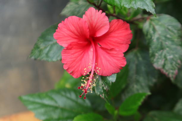 istock Hibiscus Flower Red Color Petal Bokeh 1495222696