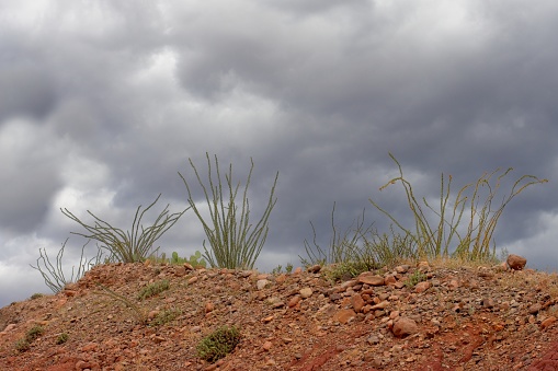 Flowering Ocotillo in front of brewing storm clouds. Arid desert design element with copy space.