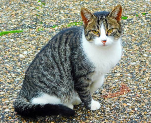 istock cat in rural landscapes 1495223967
