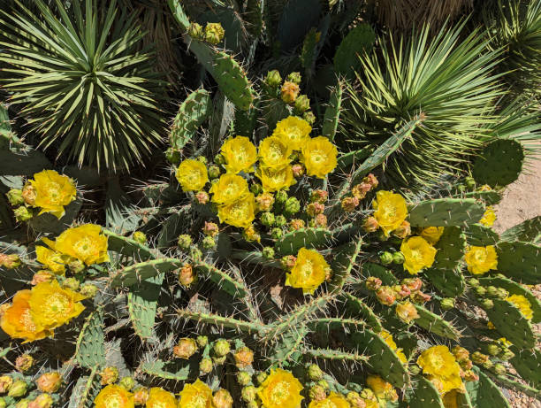 Cactus in bloom Rockville Utah late spring 2023