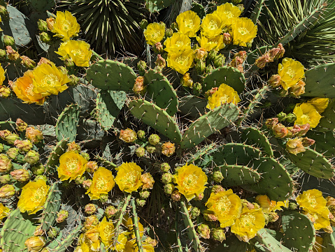Cactus in bloom Rockville Utah late spring 2023