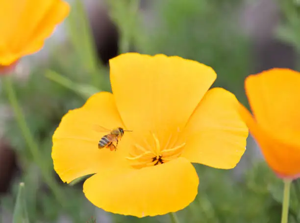 Photo of A honeybee collecting pollen from a California Golden Poppy