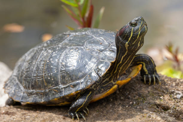 istock Close up view of a red-eared slider turtle 1495224505