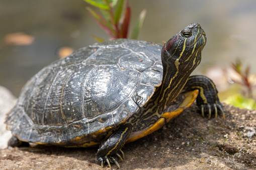Close up view of a red-eared slider turtle