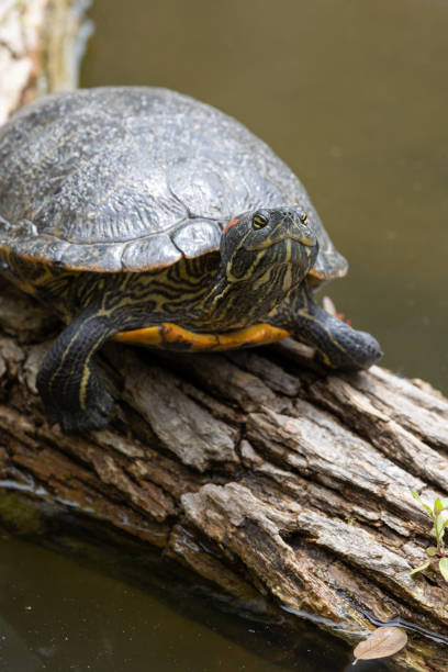 istock Close up view of a red-eared slider turtle 1495224510