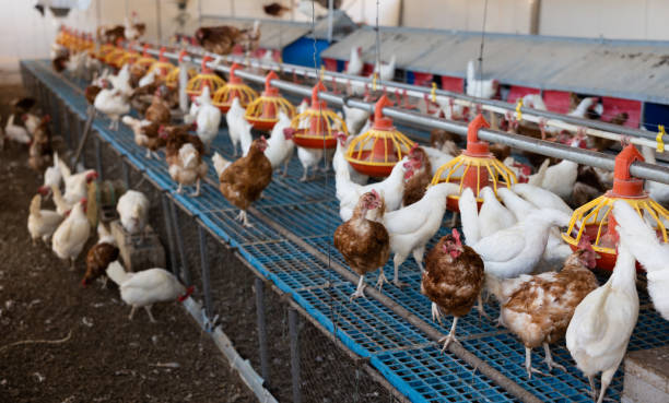 istock White and brown chicken eating from auto feeding in farm area 1495224682