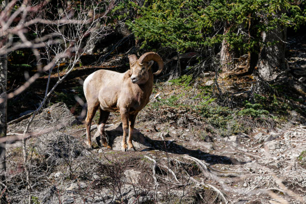 istock Bighorn Sheep at Banff National Park 1495225594