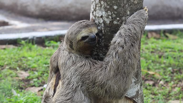 Sloth