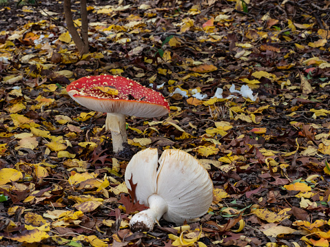 Cute red forest mushrooms, Fly Aga