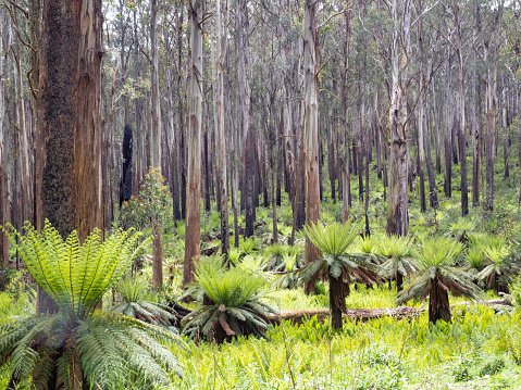 Lone eucalyptus or gumtree near the beach at Hervey Bay, Queensland, Australia