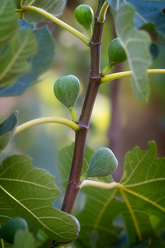 Young figs growing on the tree