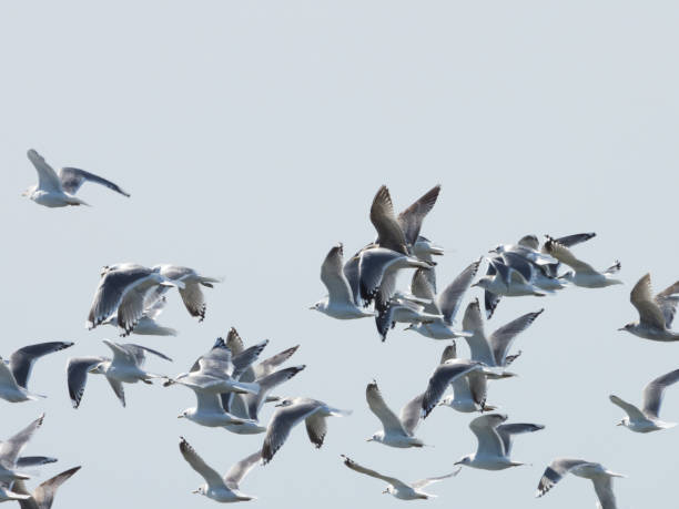 istock Flock of short billed gulls flying against a light blue gray sky. 1495236123
