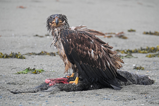 Yound juvenile bald eagle standing on a dead sea otter on a sandy beach in Southeast Alaska.