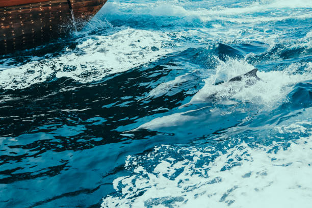 istock Trip To Musandam 1495236215