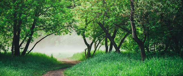 Scenic landscape with beautiful lush green foliage. Footpath under trees in park in early morning in mist. Colorful scenery with pathway among green grass and leafage. Vivid natural green background.