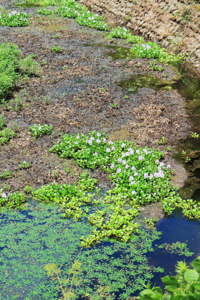 istock Cute water hyacinth blooming flowers 1495239610