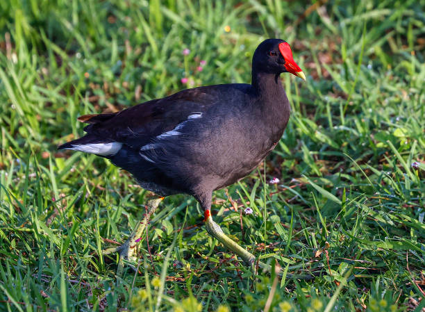 istock Common Gallinule at the Wakodahatchee Wetlands 1495240111