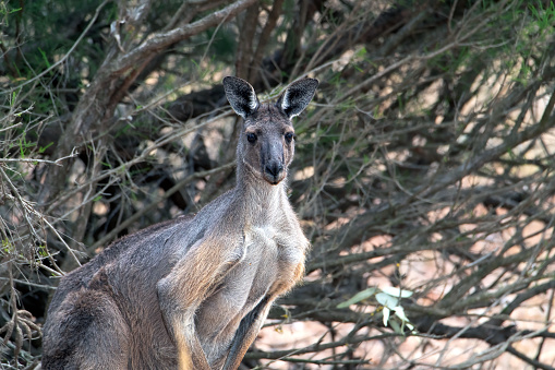 Giant Anteater, myrmecophaga tridactyla, Young Female