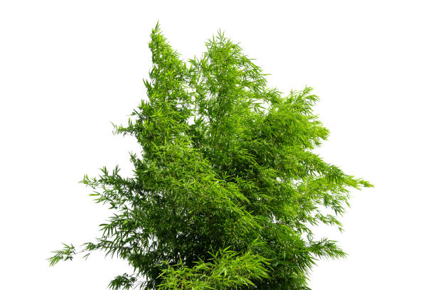 istock Bamboo leaves, isolated on white background. Fresh, green bamboo-leaves, zen-like. Single object with clipping path. 1495242105