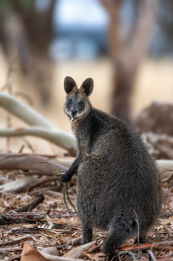 Swamp wallaby eating  in the bush in South Australia