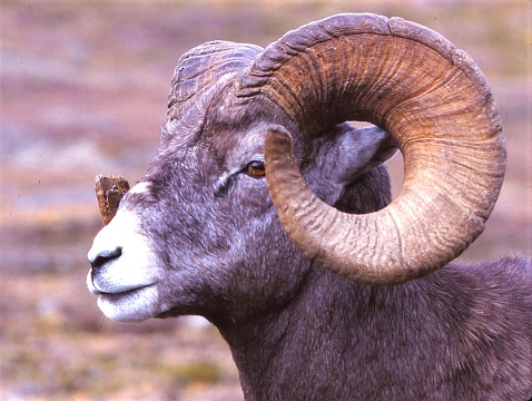 Closeup of Bighorn Ram  Head and horns only.