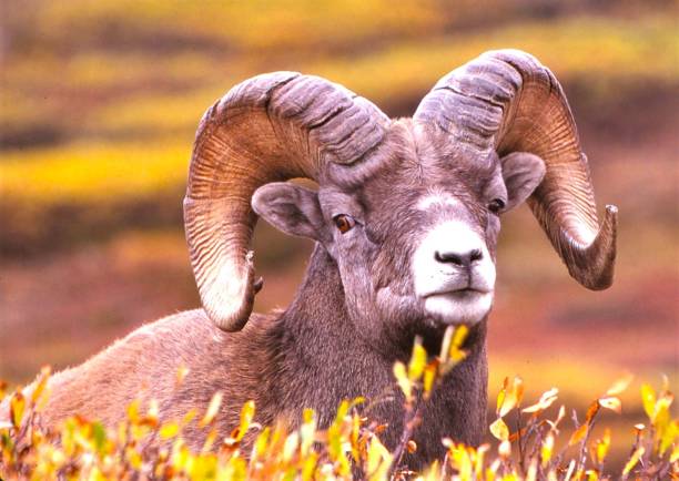 Closeup of Bighorn ram lying down in a meadow of yellow-green plants.