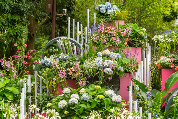 Blooming vibrant purple Hydrangea flowers in pot