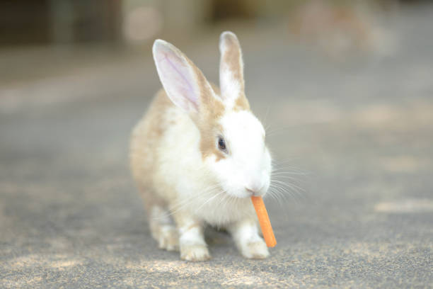 istock A cute white rabbit eating carrot. Lovely bunny easter fluffy baby rabbit 1495245888