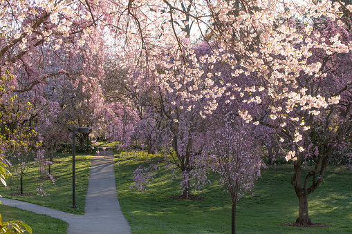 Swarthmore, USA - April 9, 2023. Cherry blossom in Spring, Swarthmore College, Pennsylvania, USA