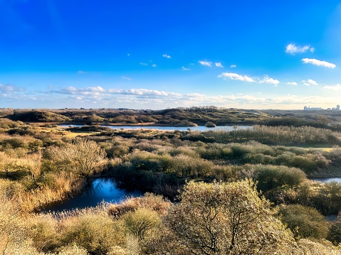 meijendel national park with dunes and grass along the dutch coast
