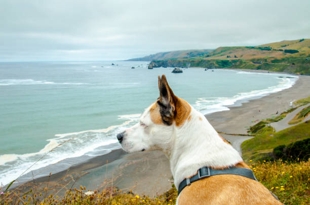 istock Taking Gaia to the Beach 1495246956