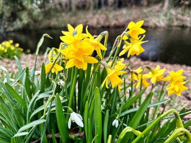 istock bunch of daffodils in yellow 1495246971