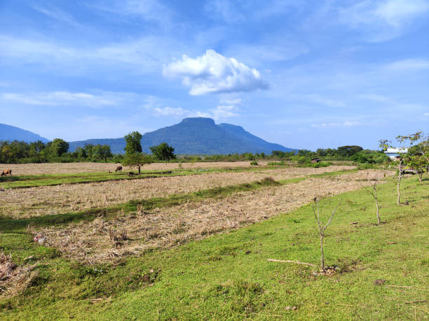 istock Green landscape in Champasak, Laos 1495247476