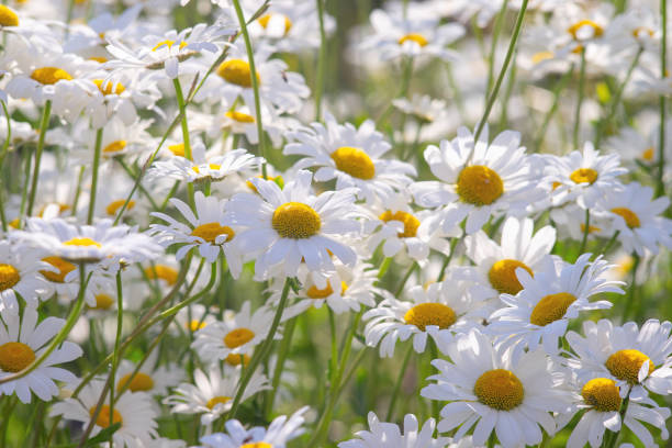 istock Wild daisy flowers growing on meadow, white chamomiles on green grass background. 1495247722