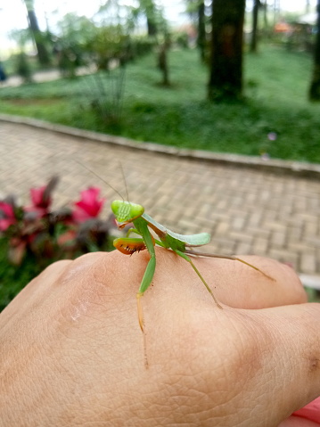 Praying mantis standing on the hand