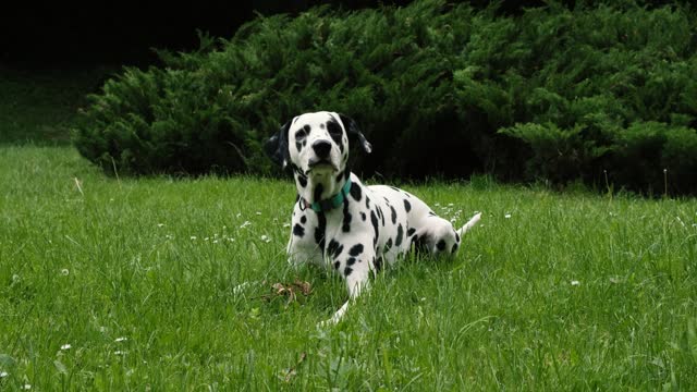 Dalmatian sitting on the green grass on a sunny day. The dog performs the command-sit.