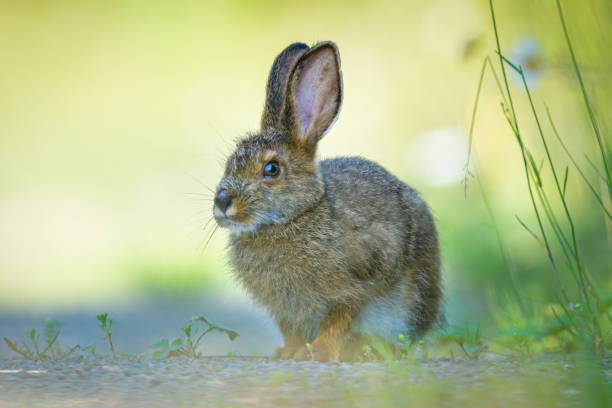 istock Snowshoe Hare with blurry green & yellow background 1495248817