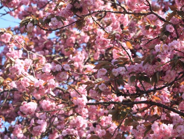istock Oriental Cherry Tree In Bloom Close-Up 1495248997