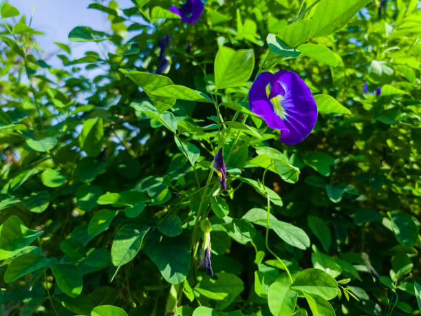 istock Butterfly Pea or Indonesian people called it 