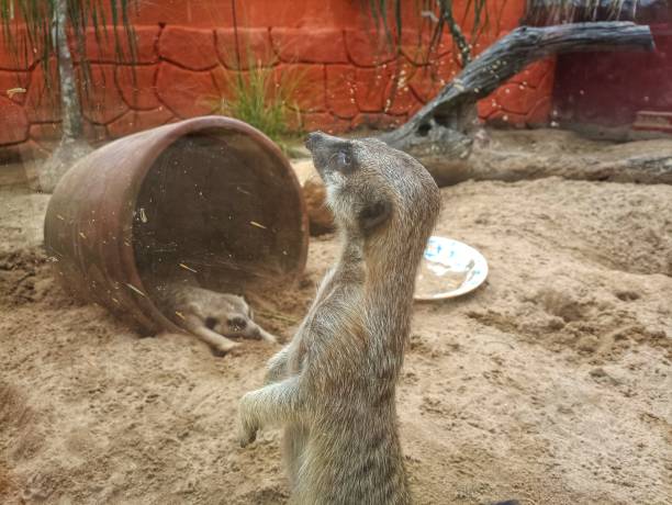 istock Meerkat playing in the zoo 1495257136