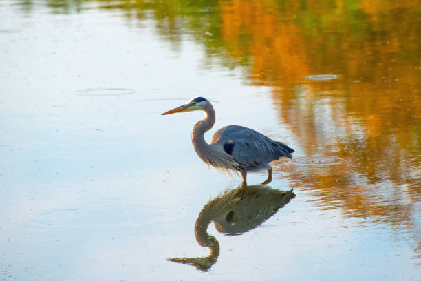 istock Great Blue Heron- Hilton Head, South Carolina 1495257237