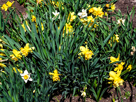 Blooming daffodil flowers on a garden bed in the early morning