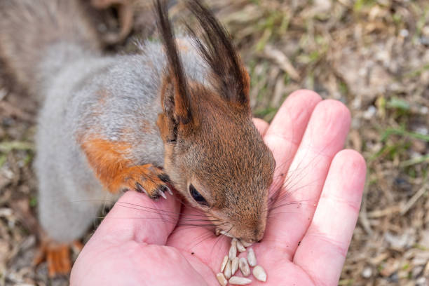 istock A squirrel in the spring or autumn eats nuts from a human hand. Eurasian red squirrel, Sciurus vulgaris 1495260315