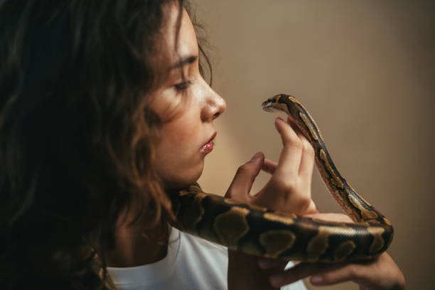 istock Close up of hands holding her pet snake 1495261015